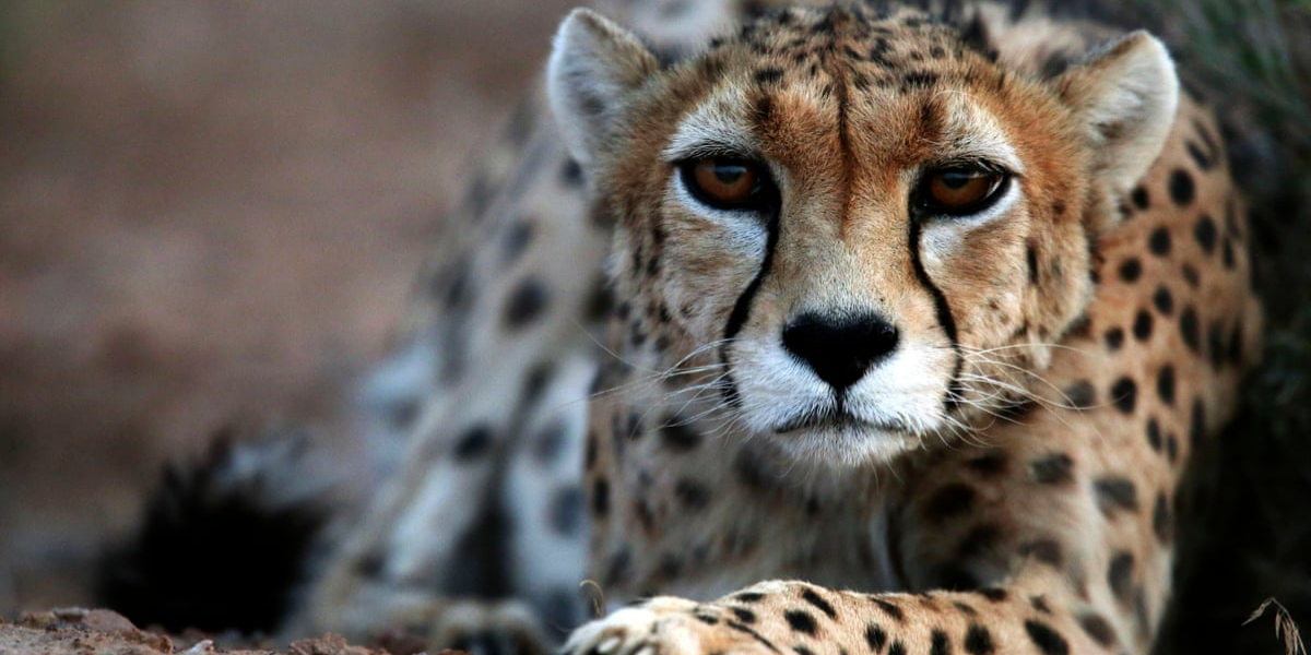 Iran says only 12 Asiatic cheetahs are left in the country